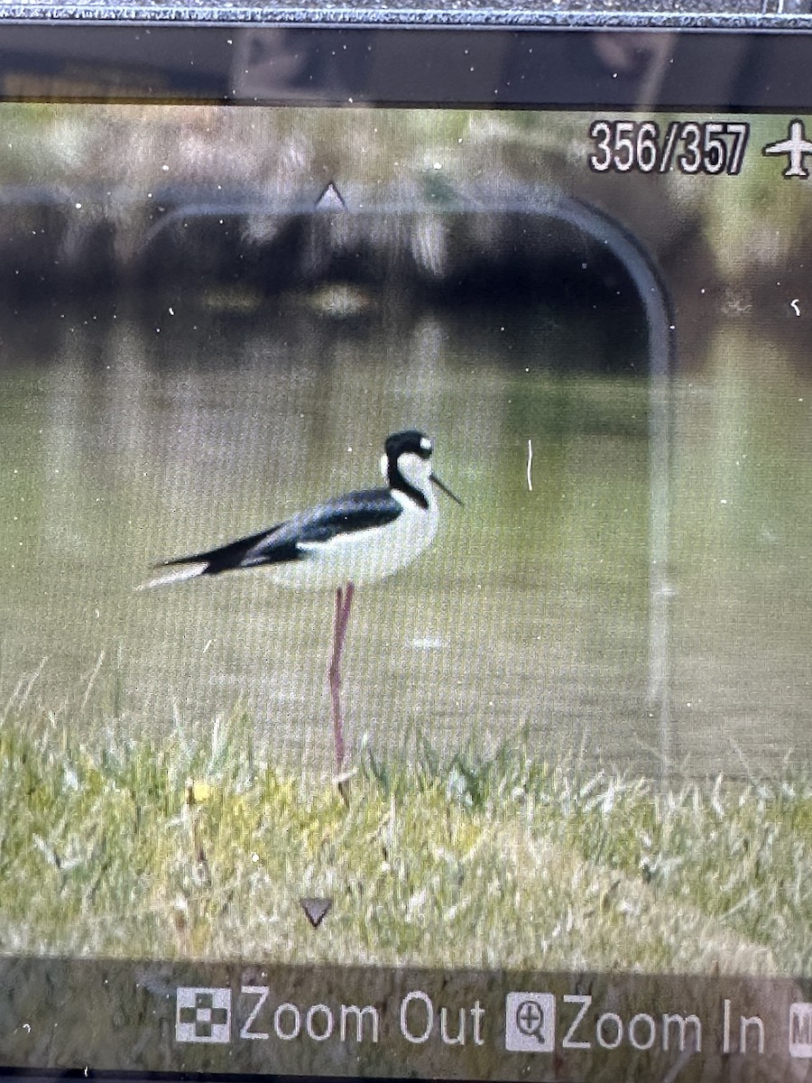 Black-necked Stilt - ML618826462