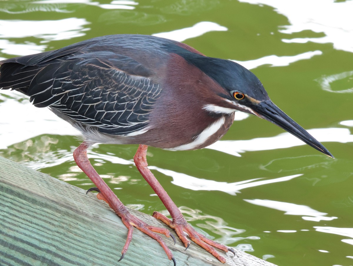 Green Heron - Otha Savage