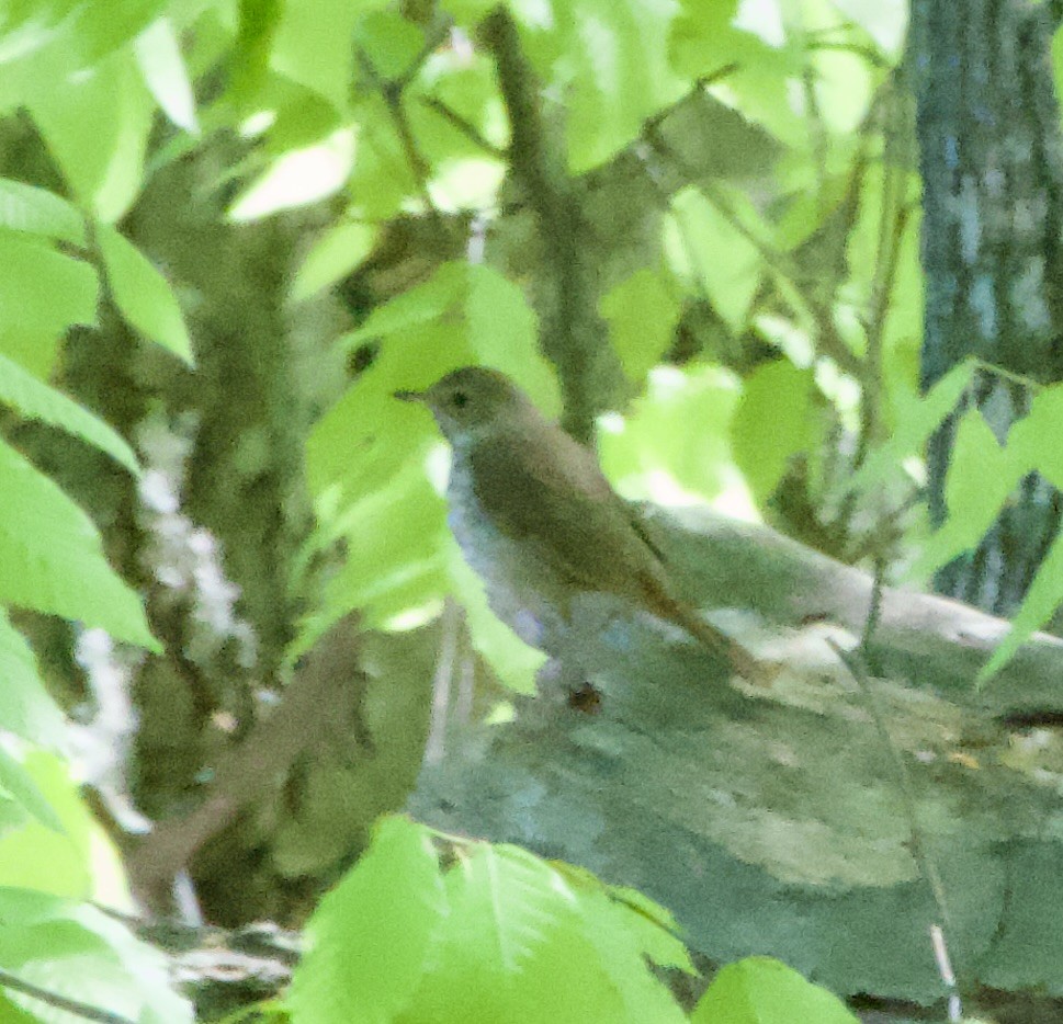 Hermit Thrush - Clem Nilan