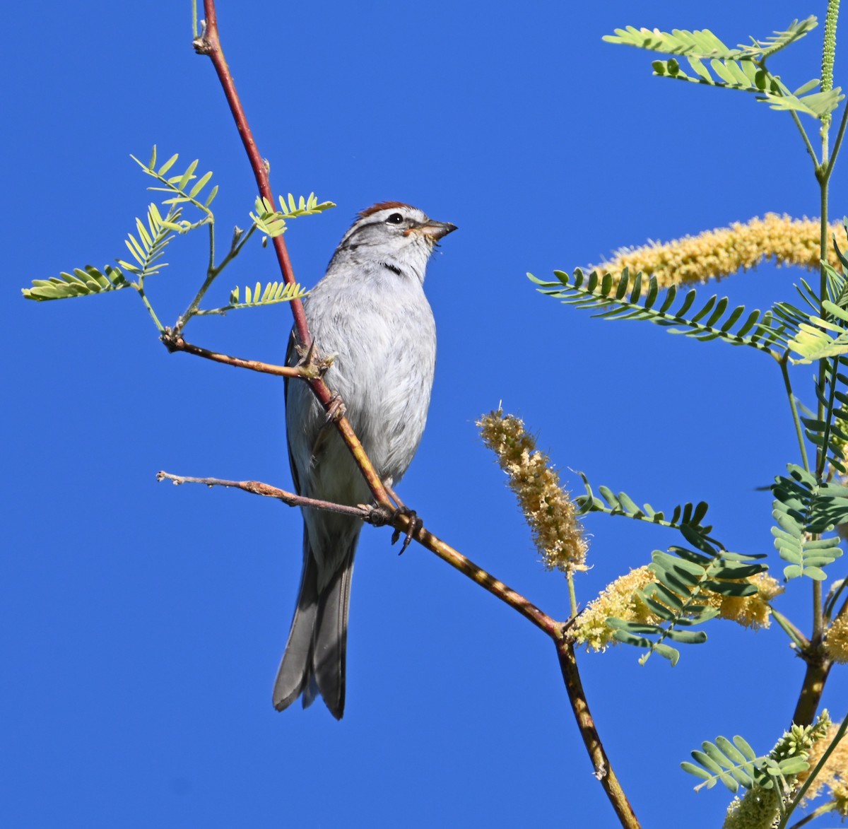 Chipping Sparrow - Bonda Sek