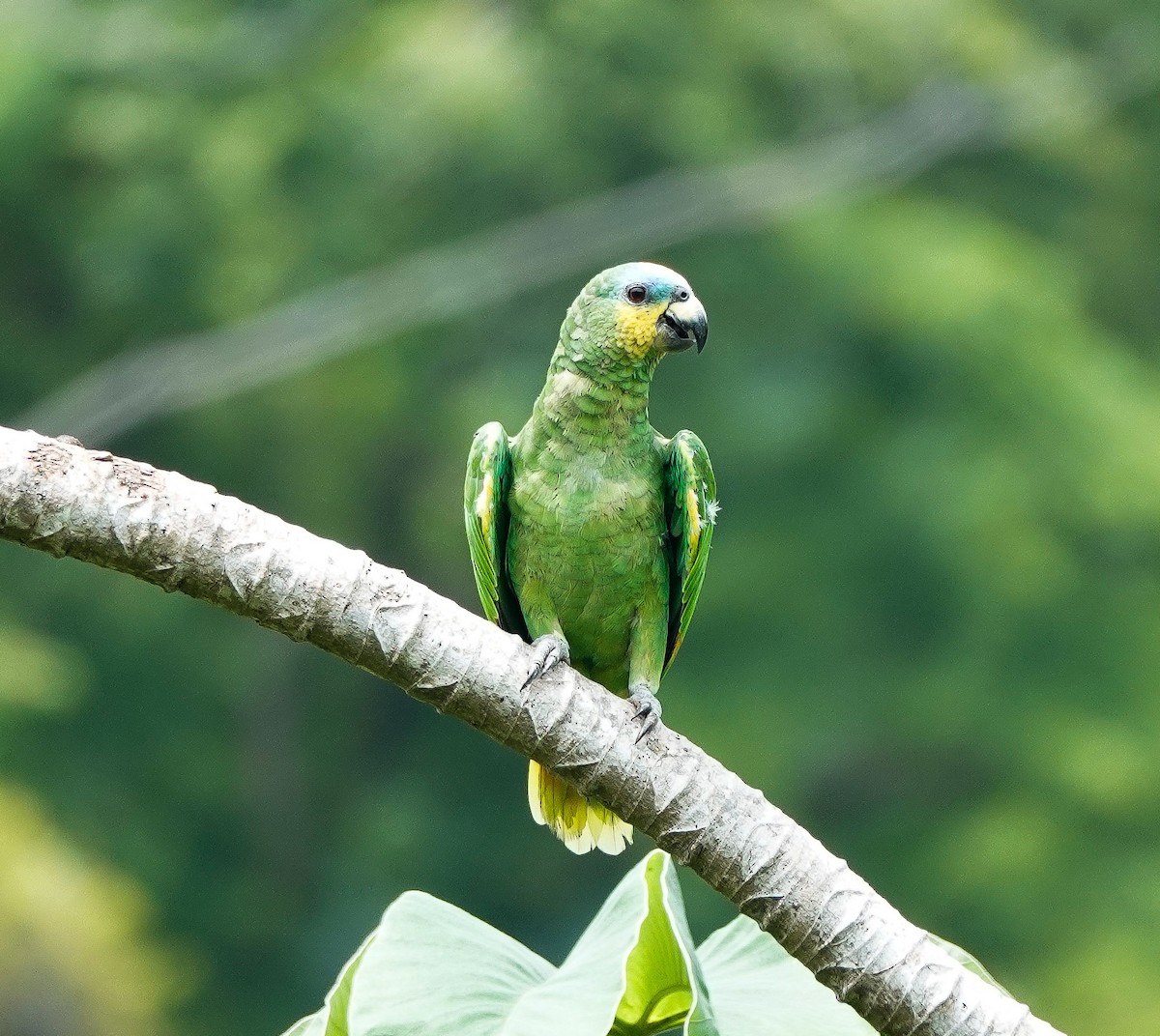 Orange-winged Parrot - edgar cleijne