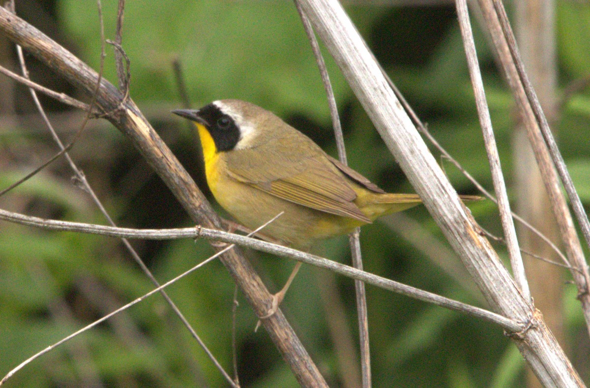 Common Yellowthroat - Craig Browning