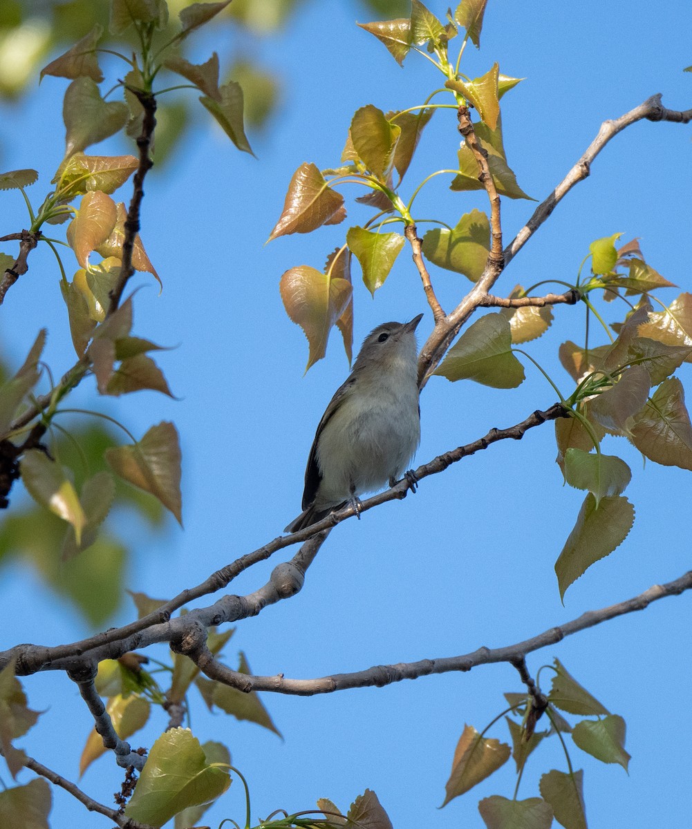 Warbling Vireo - Marilyn White