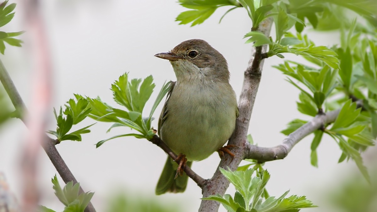 Greater Whitethroat - Emrah Kayhan