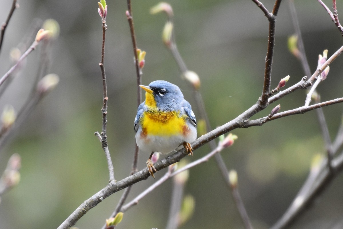 Northern Parula - Garry Waldram