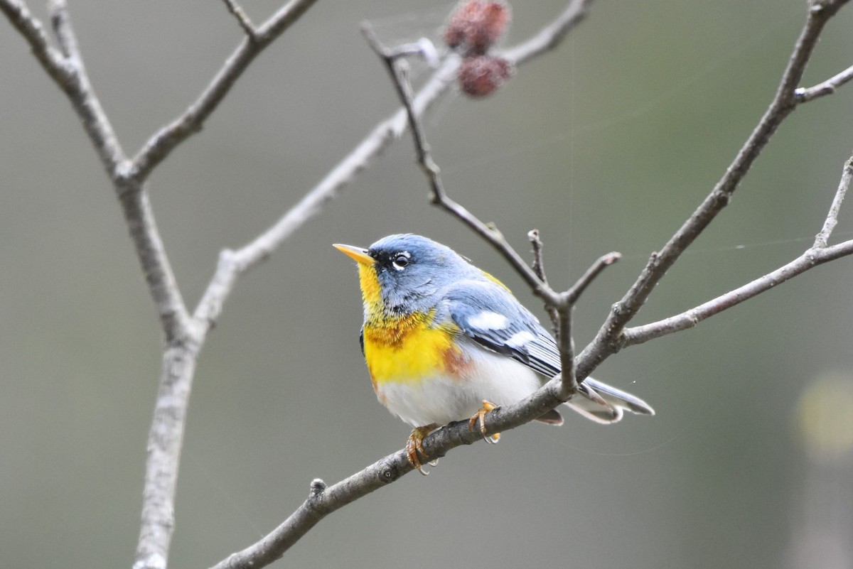 Northern Parula - Garry Waldram