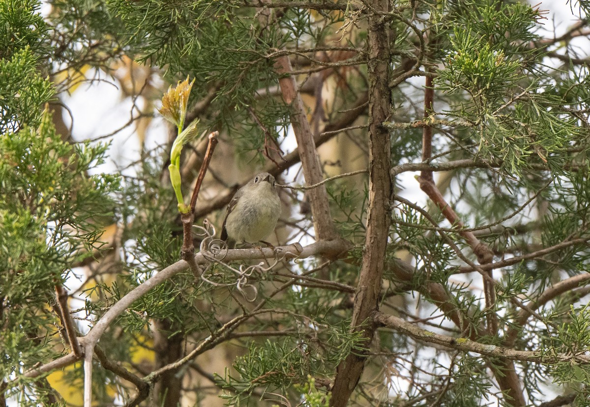 Ruby-crowned Kinglet - Marilyn White