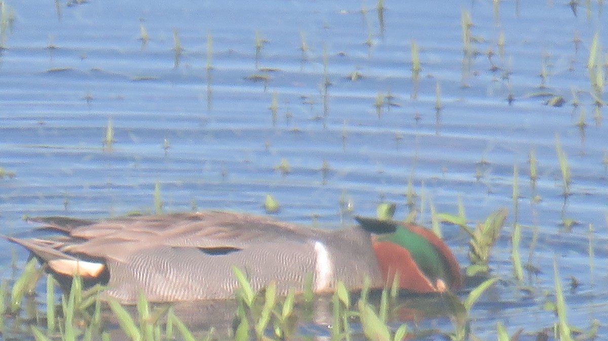 Green-winged Teal - paul raney