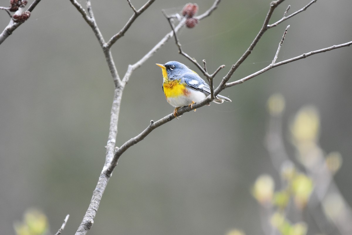 Northern Parula - Garry Waldram