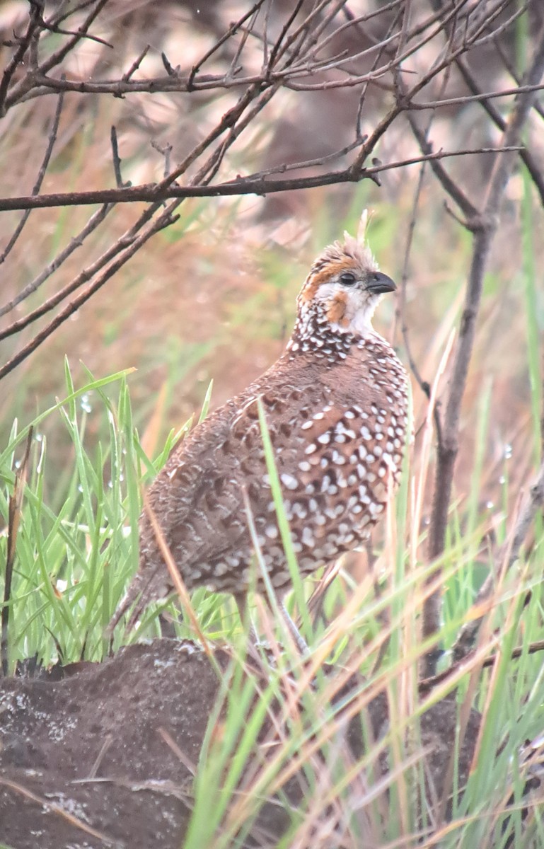 Crested Bobwhite - Tino Sanchez