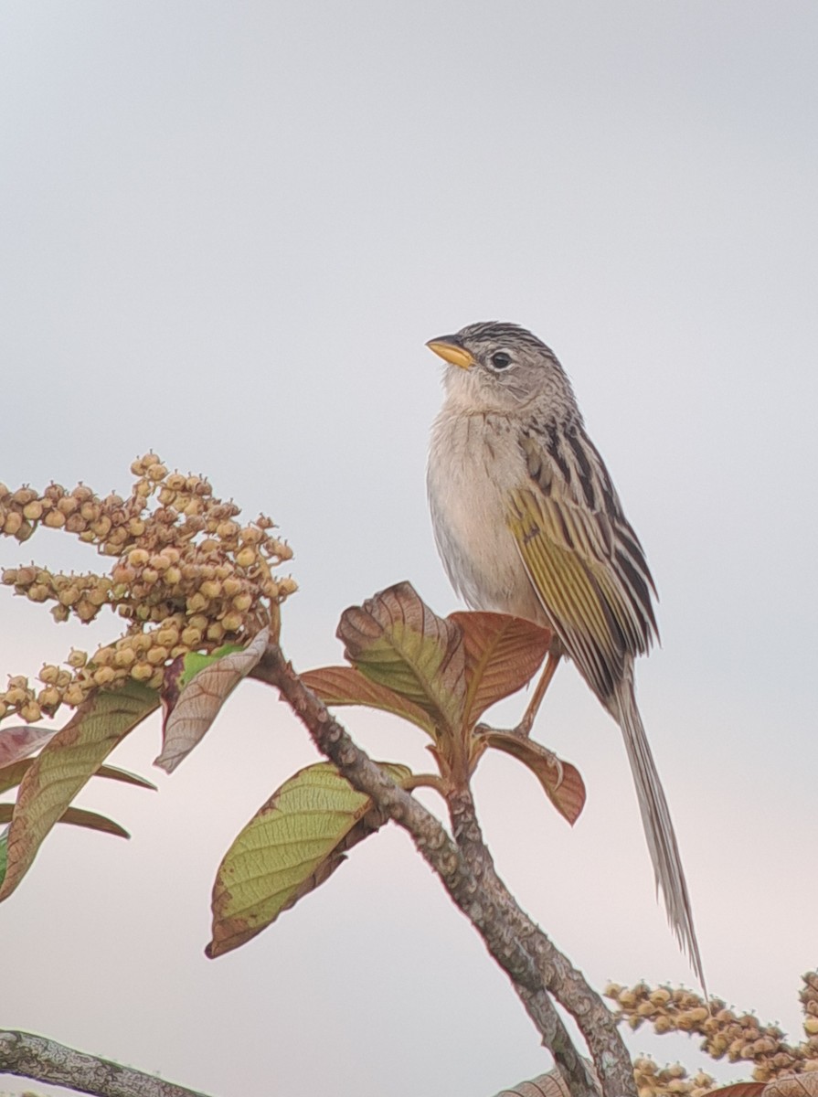 Wedge-tailed Grass-Finch - ML618826548