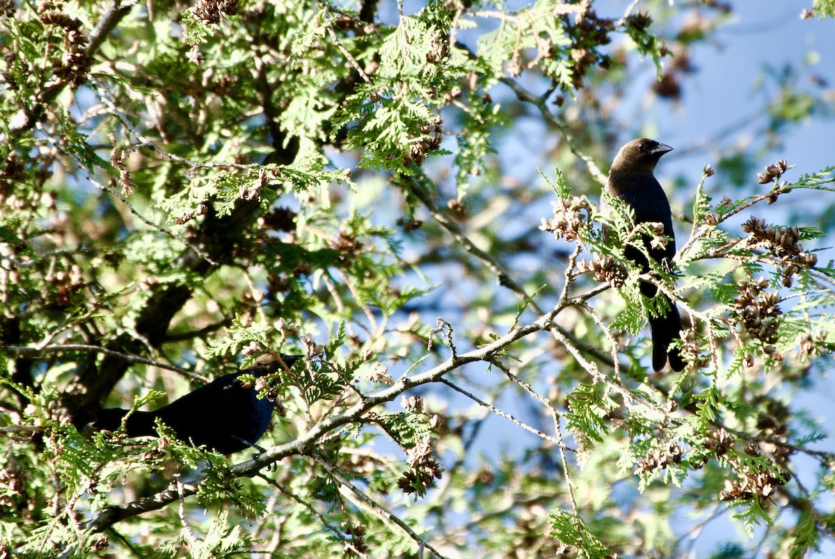 Brown-headed Cowbird - Clem Nilan