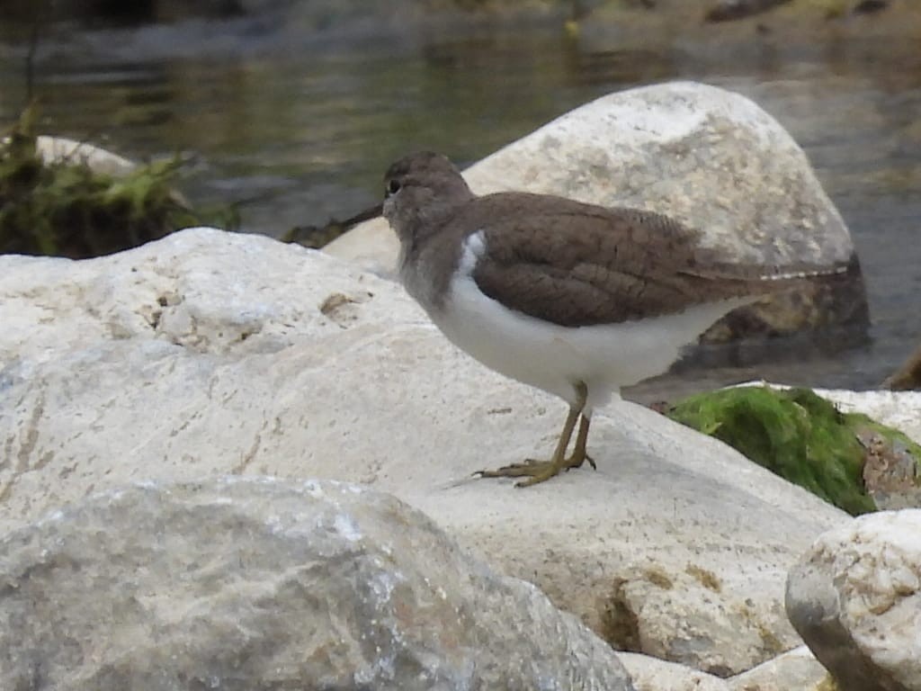 Common Sandpiper - ML618826565