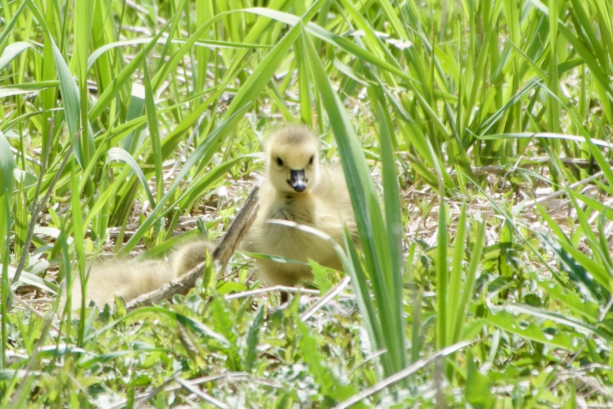 Canada Goose - ML618826574