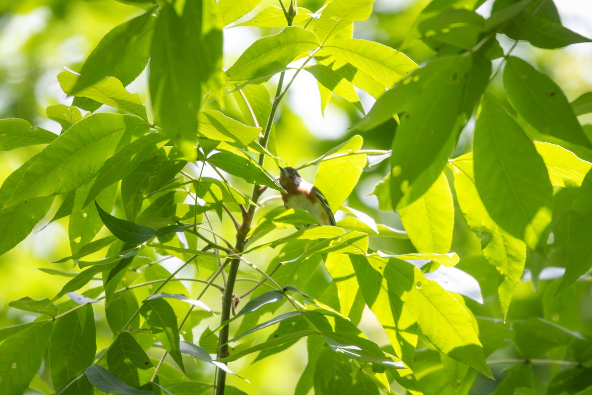 Bay-breasted Warbler - ML618826577