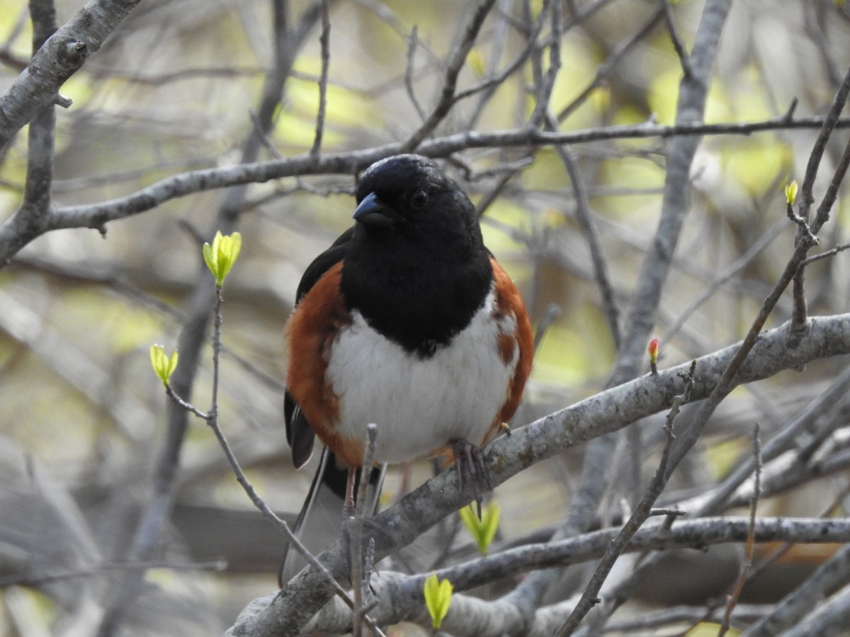 Eastern Towhee - Brendan Thomas