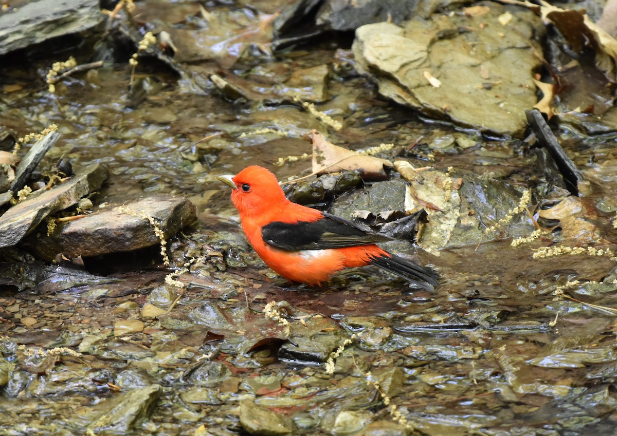 Scarlet Tanager - Thomas Connor