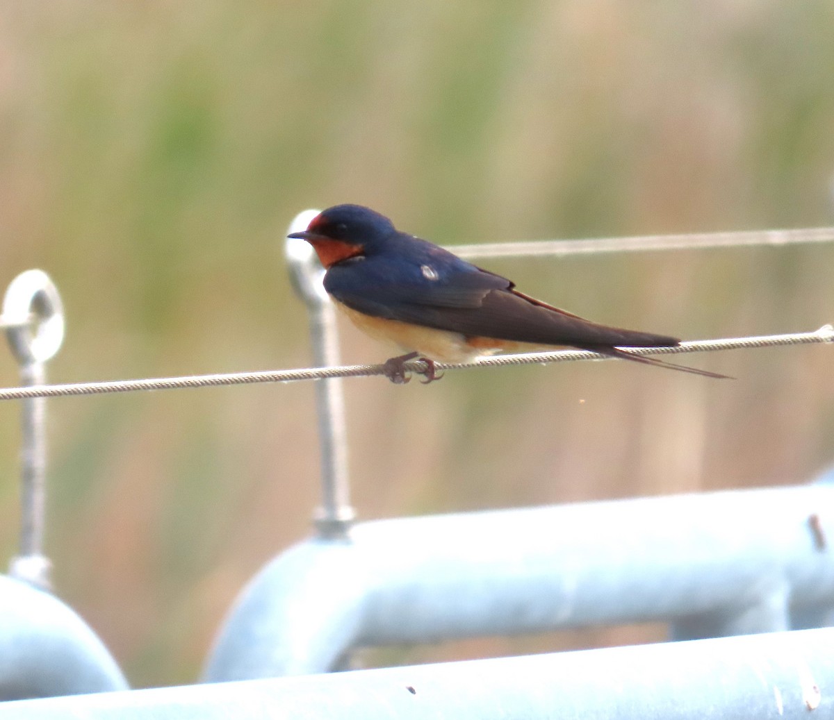 Barn Swallow - Beverly Poppke