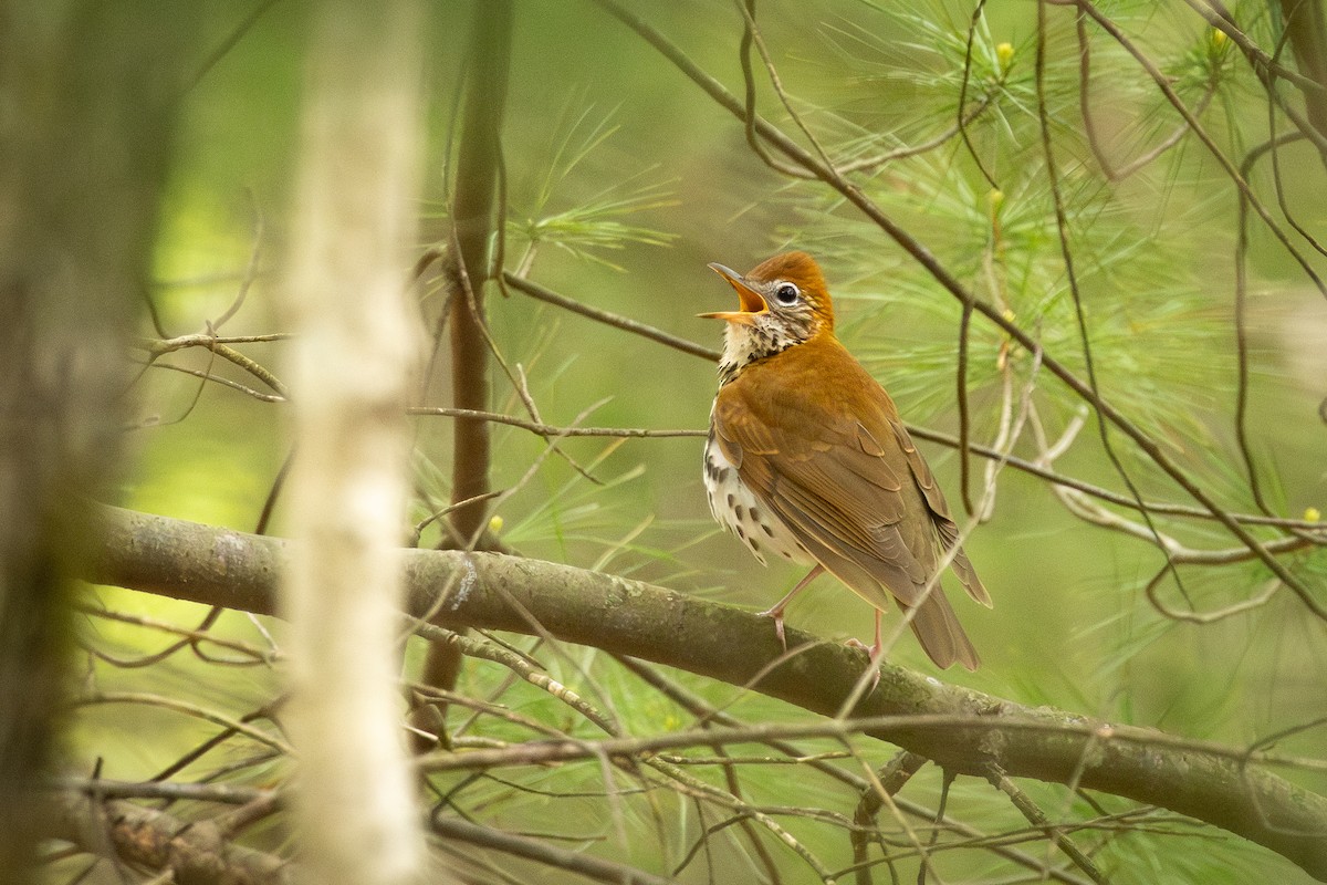 Wood Thrush - R Brodell