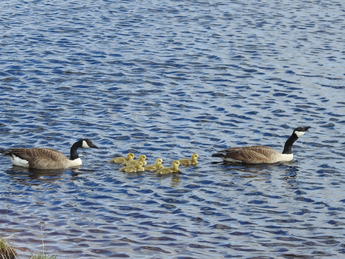 Canada Goose - Brendan Thomas