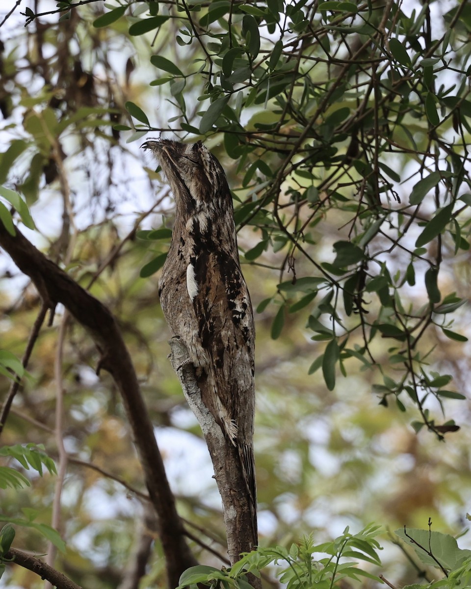 Common Potoo - Peter Fullagar