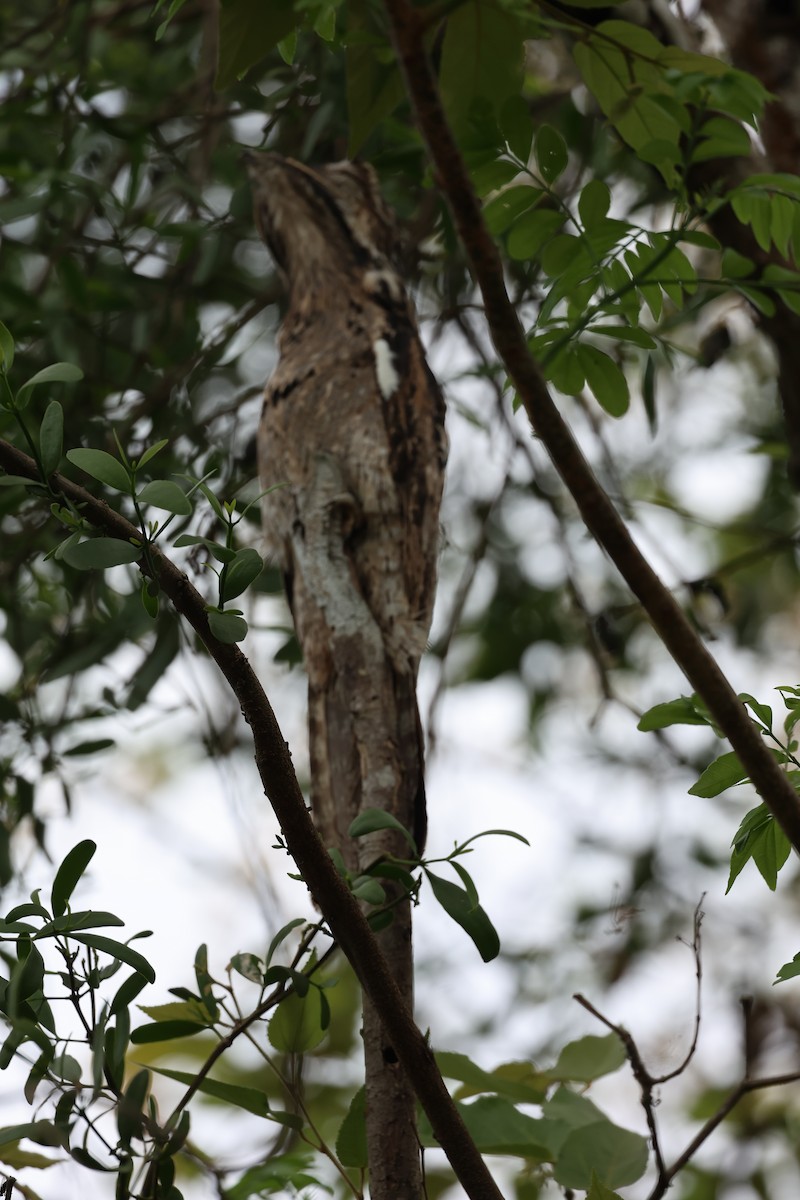 Common Potoo - Peter Fullagar