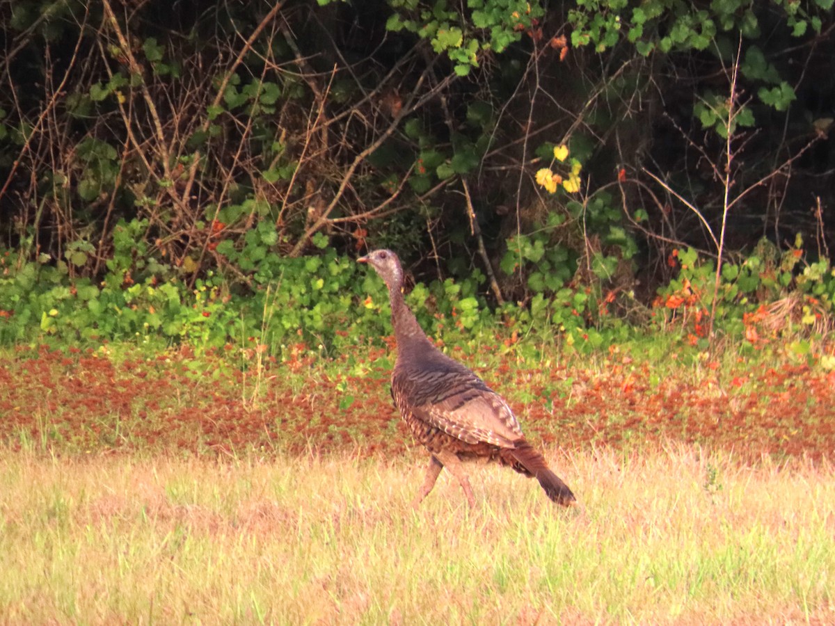 Wild Turkey - Beverly Poppke