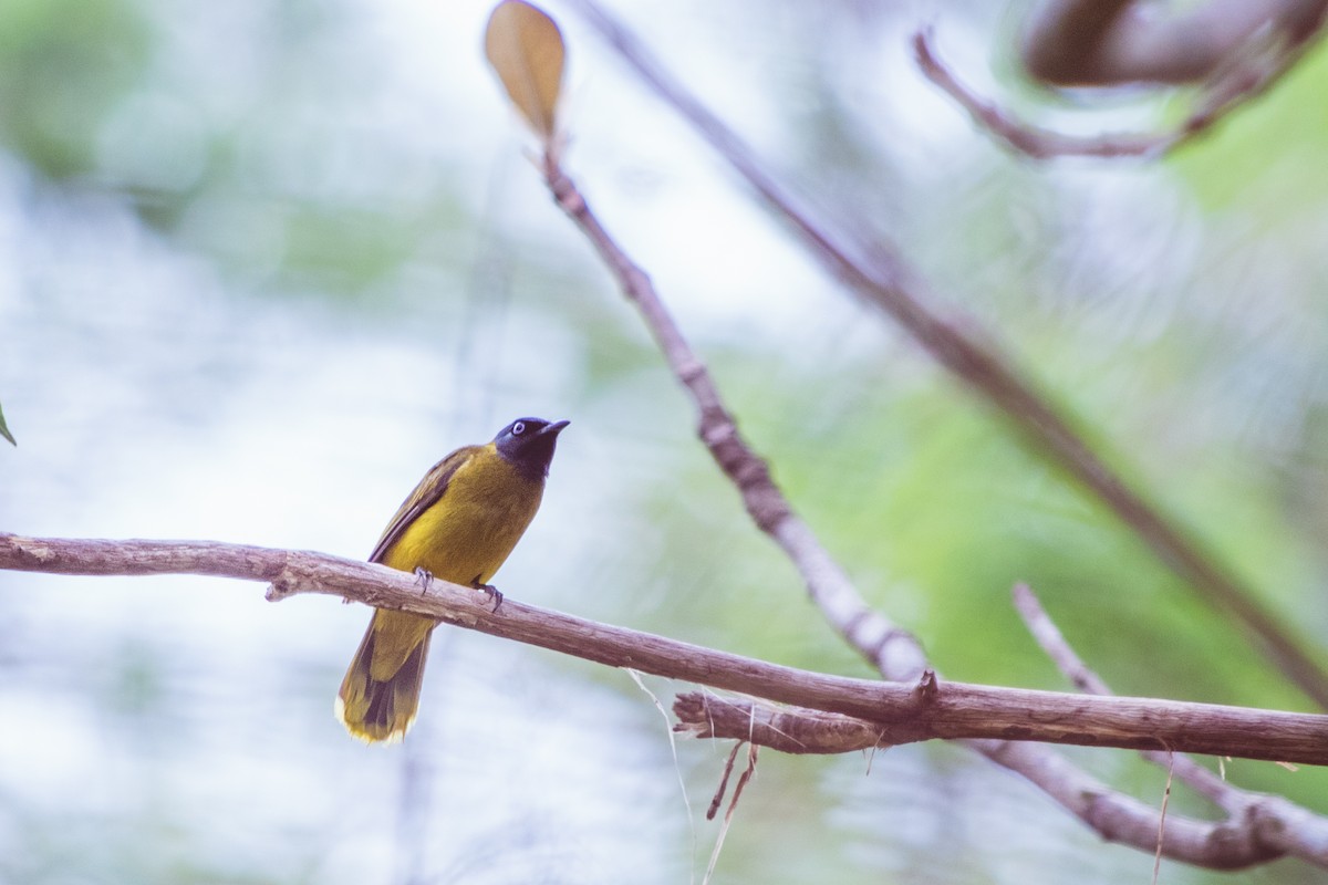 Black-headed Bulbul - Dipankar Dev