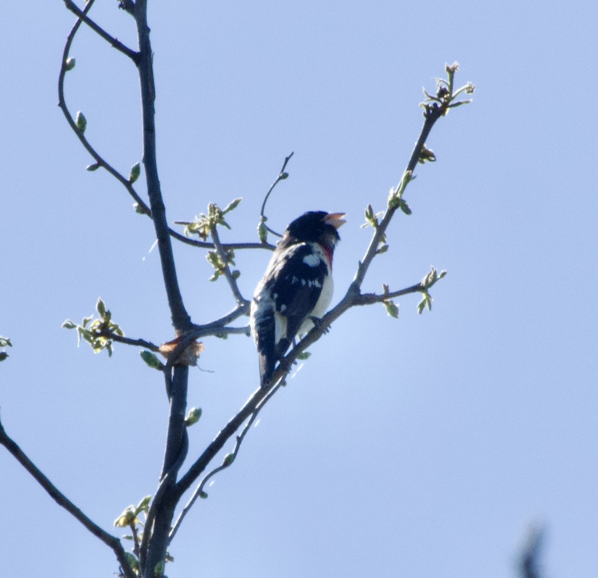 Rose-breasted Grosbeak - Clem Nilan