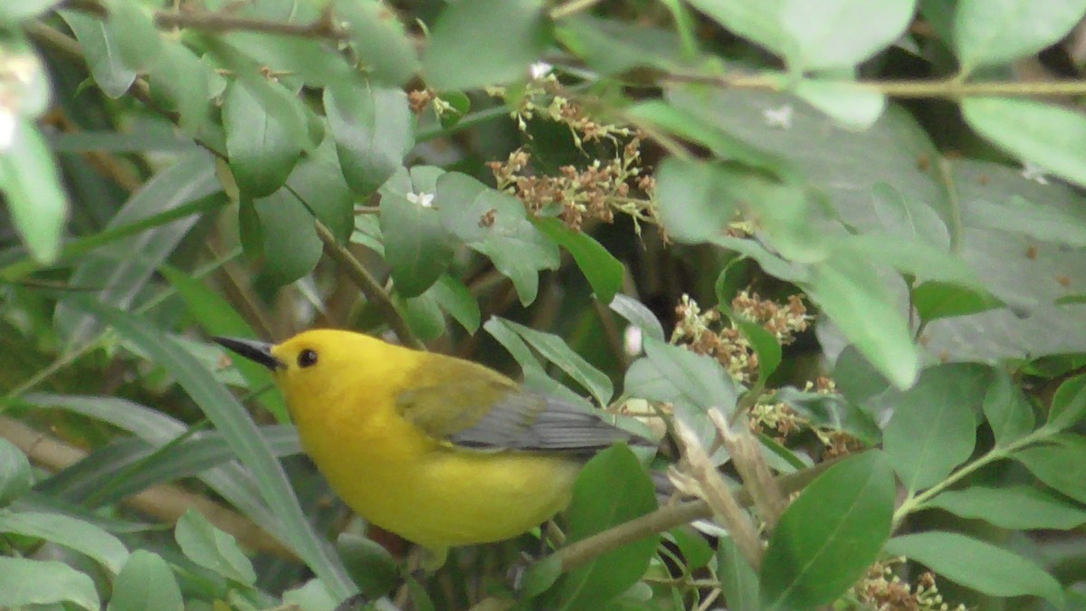 Prothonotary Warbler - ML618826661