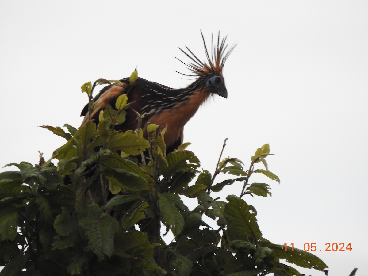 Hoatzin - Miguel Cruz Leyva