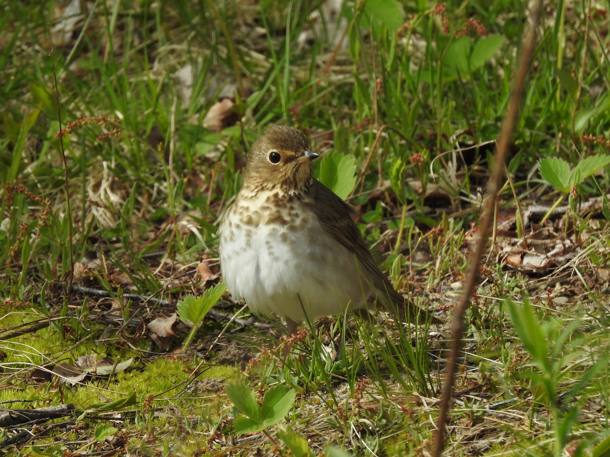 Swainson's Thrush - Brendan Thomas