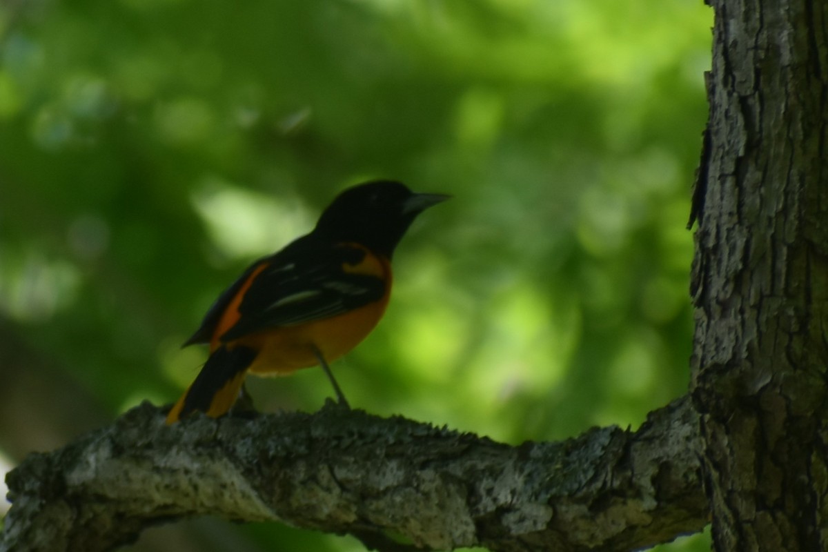 Oriole de Baltimore - ML618826676