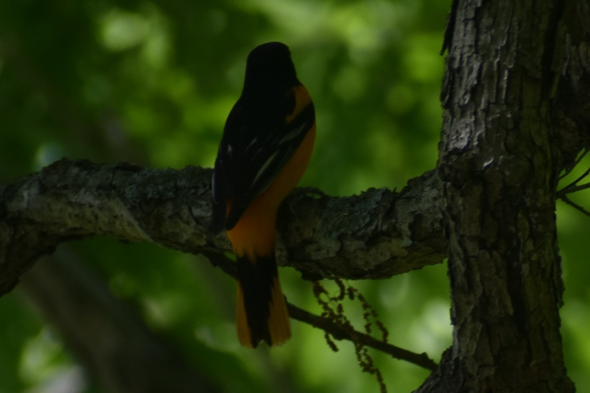 Baltimore Oriole - ML618826678