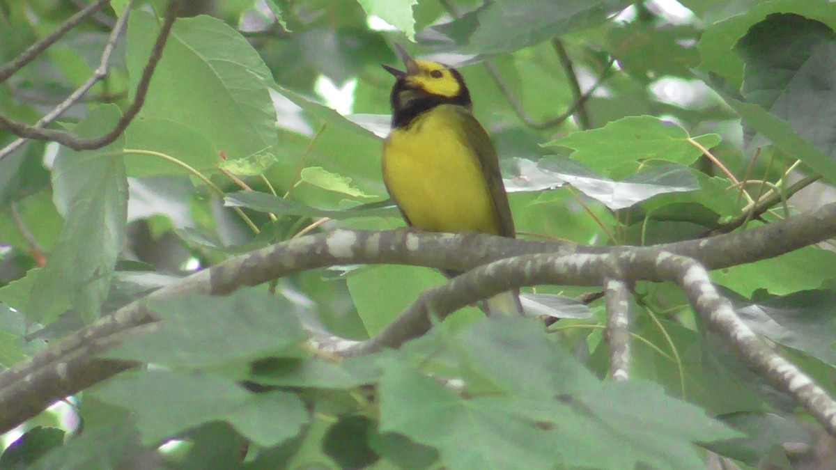 Hooded Warbler - Howard Vainright