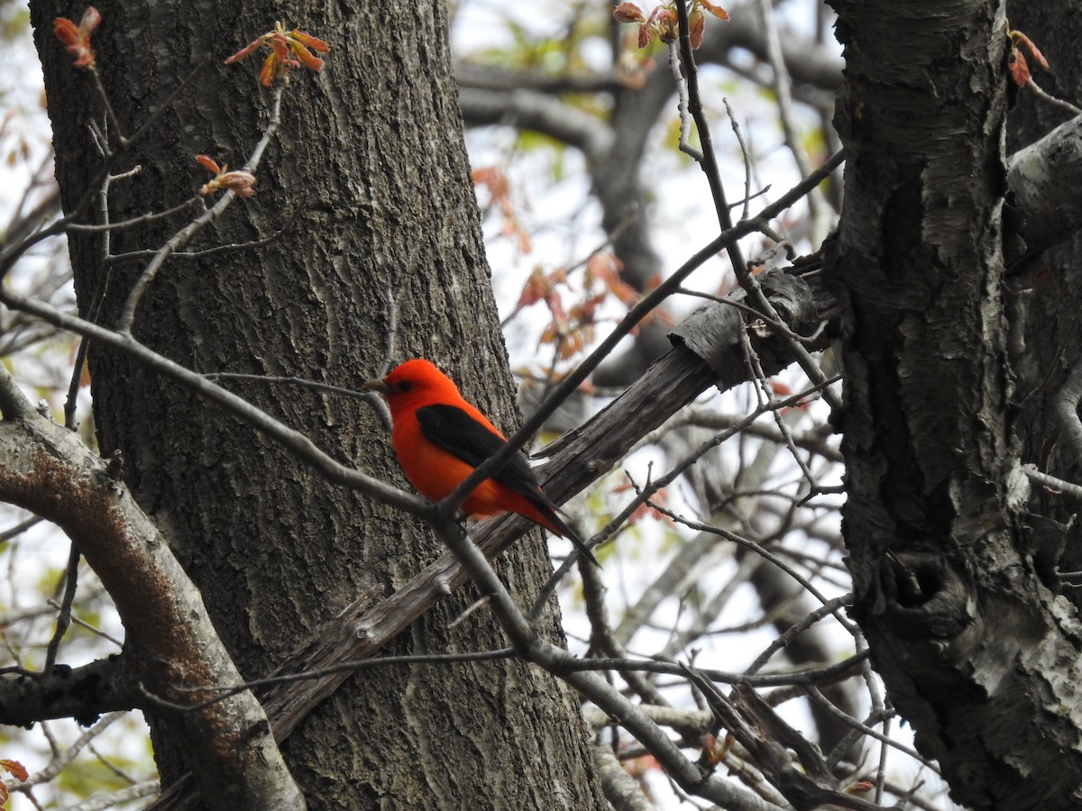 Scarlet Tanager - Brendan Thomas