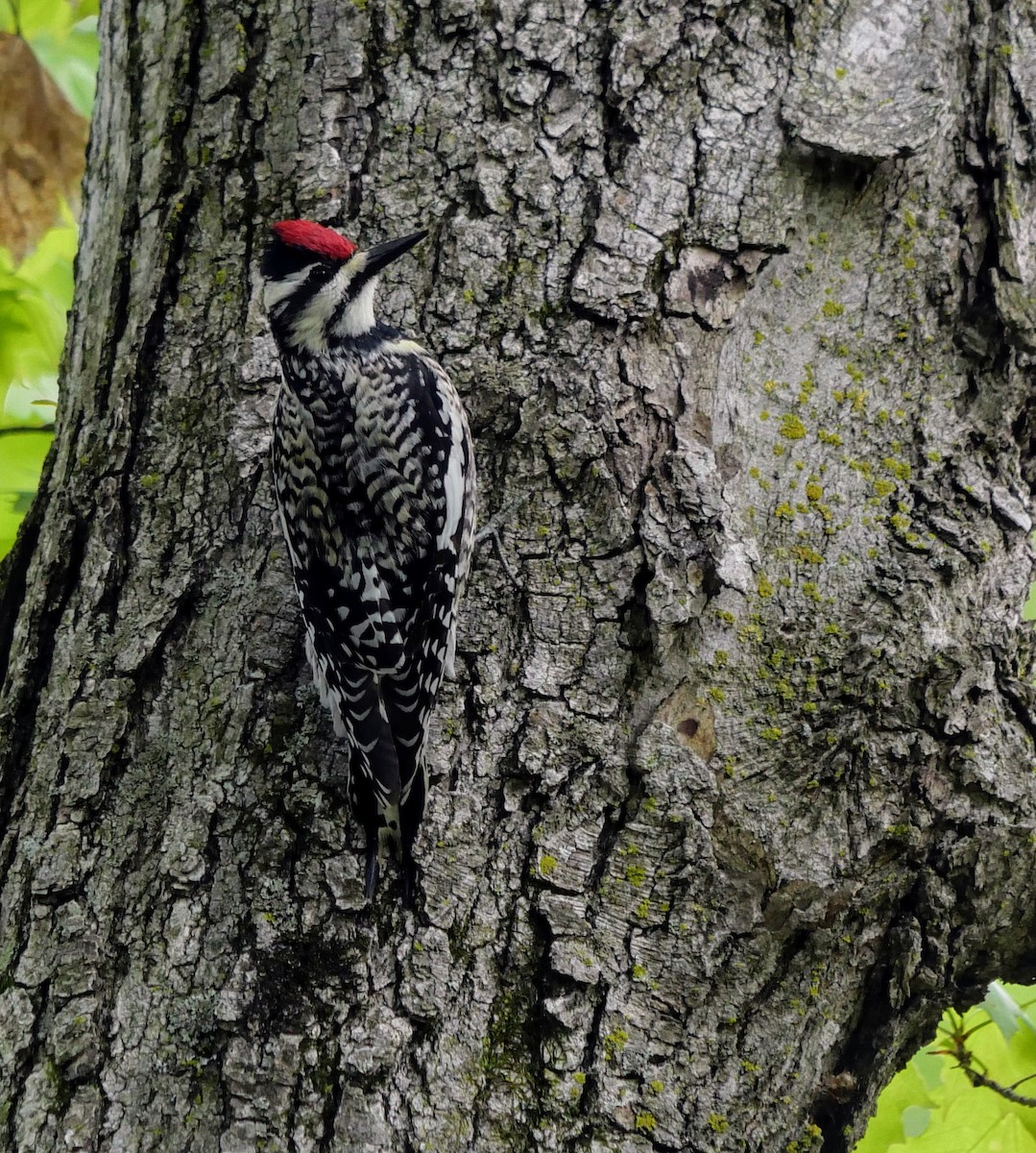 Yellow-bellied Sapsucker - Cécile Charlton