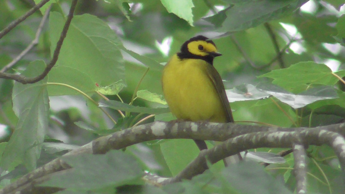 Hooded Warbler - Howard Vainright