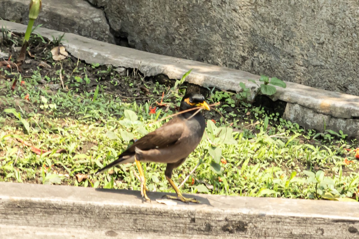 Common Myna - Dr. Amitava Roy