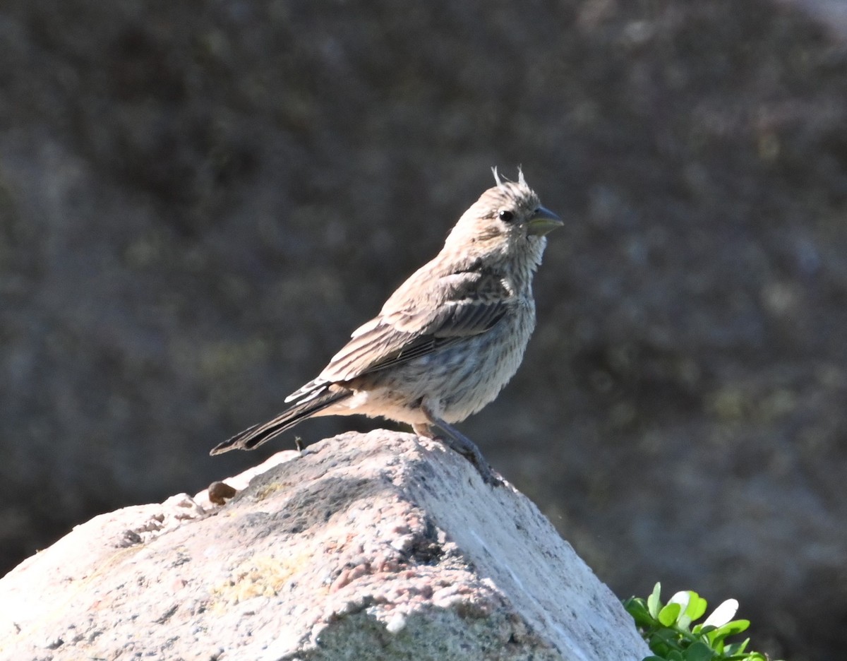 House Finch - Bonda Sek