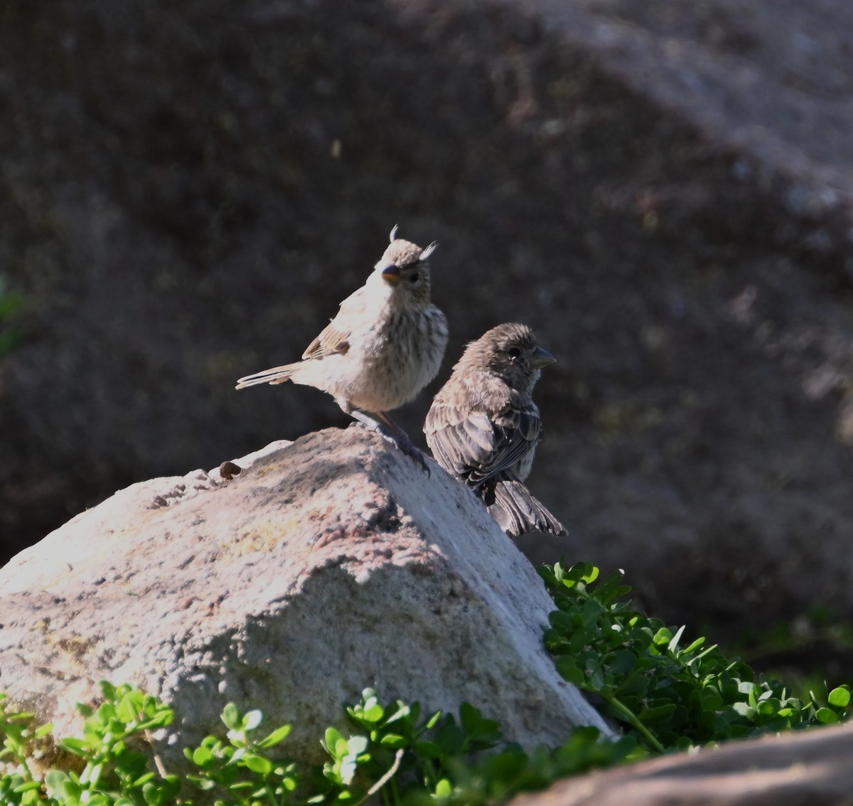 House Finch - Bonda Sek