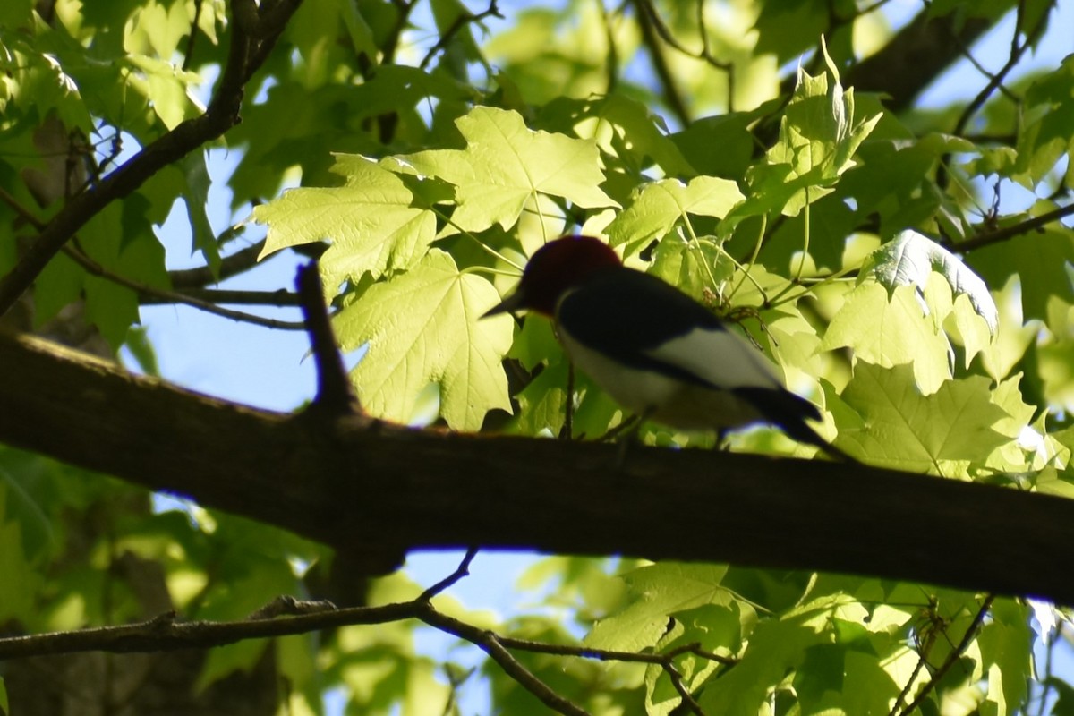 Red-headed Woodpecker - ML618826704