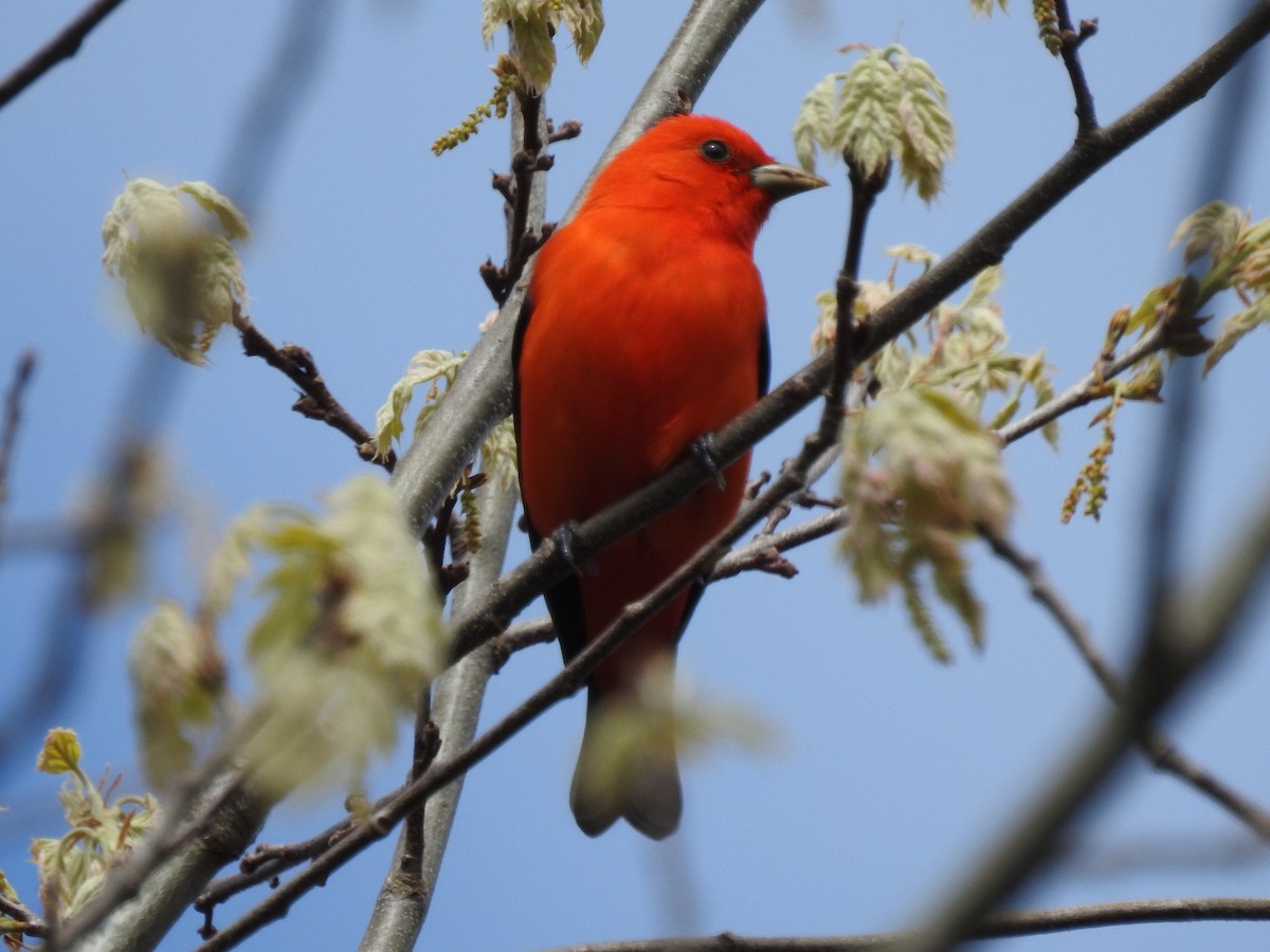 Scarlet Tanager - Brendan Thomas