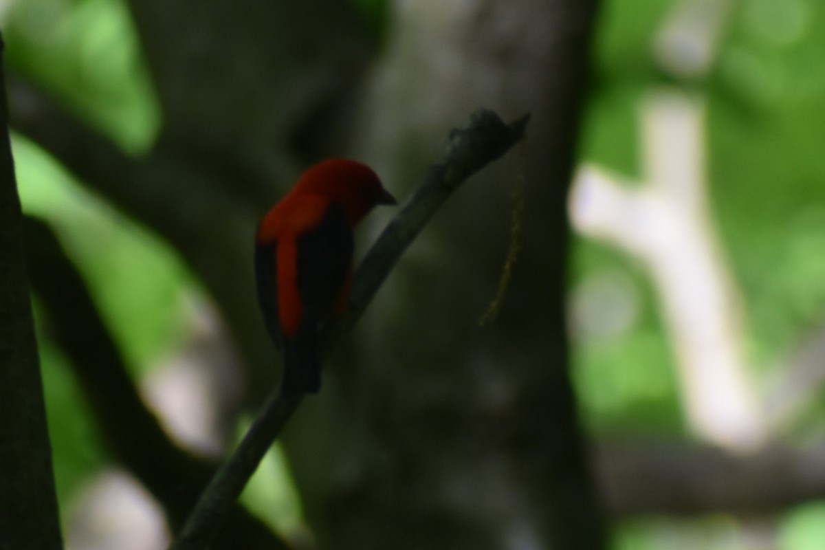 Scarlet Tanager - ML618826716