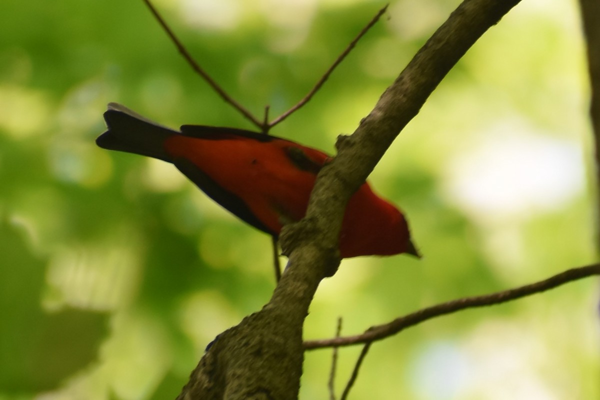 Scarlet Tanager - ML618826717