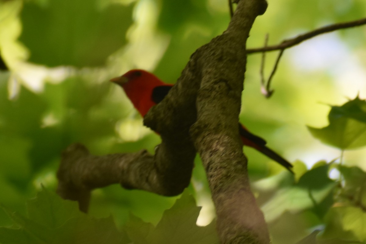 Scarlet Tanager - ML618826718