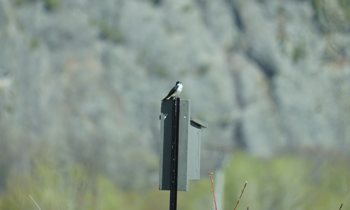 Tree Swallow - Émile Brassard-Gourdeau