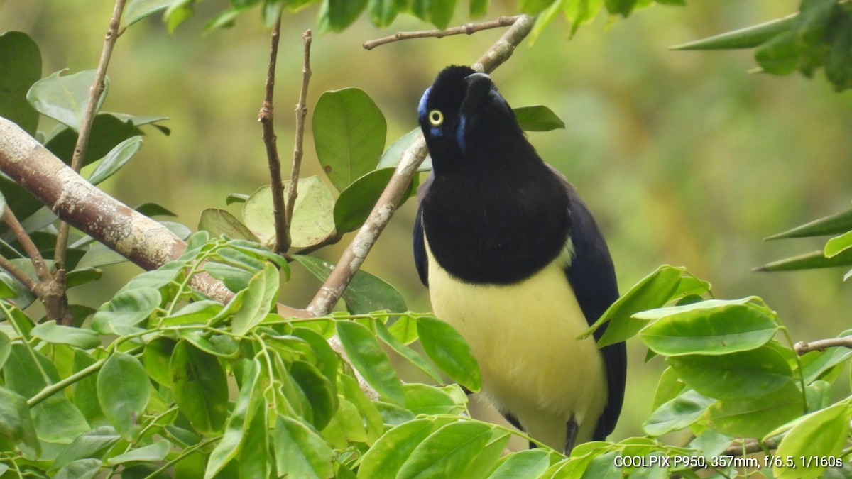 Black-chested Jay - Nelva de Daly