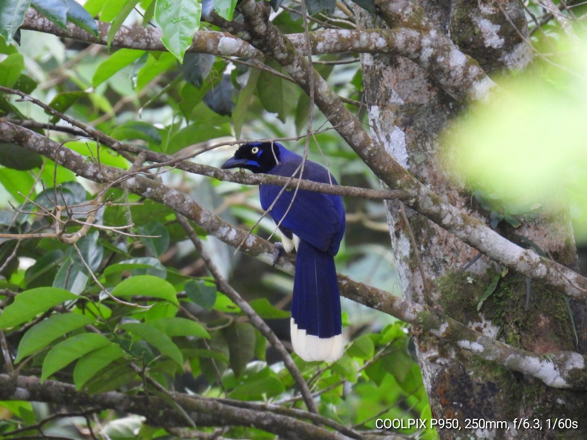 Black-chested Jay - Nelva de Daly