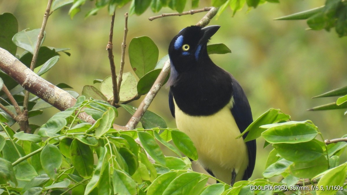 Black-chested Jay - Nelva de Daly